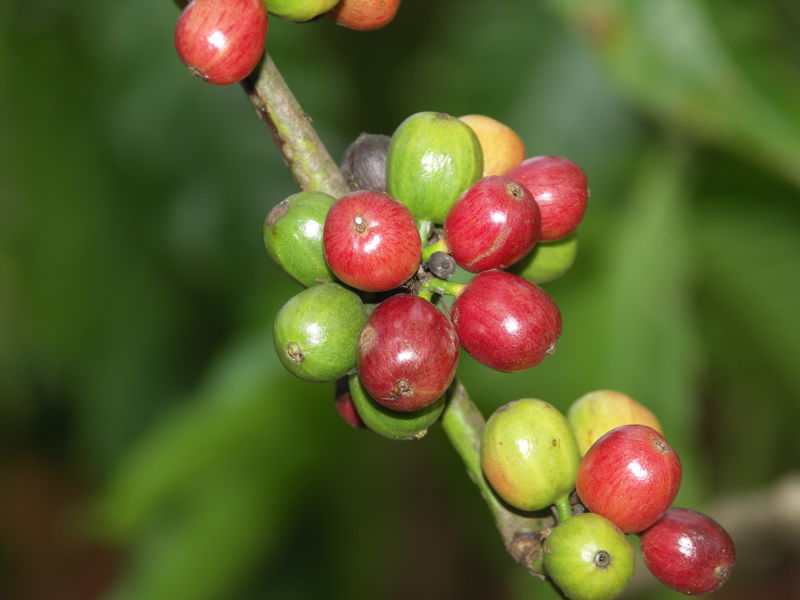 Arabika vs. Robusta: Rozdíly a specifikace dvou kávových velikánů